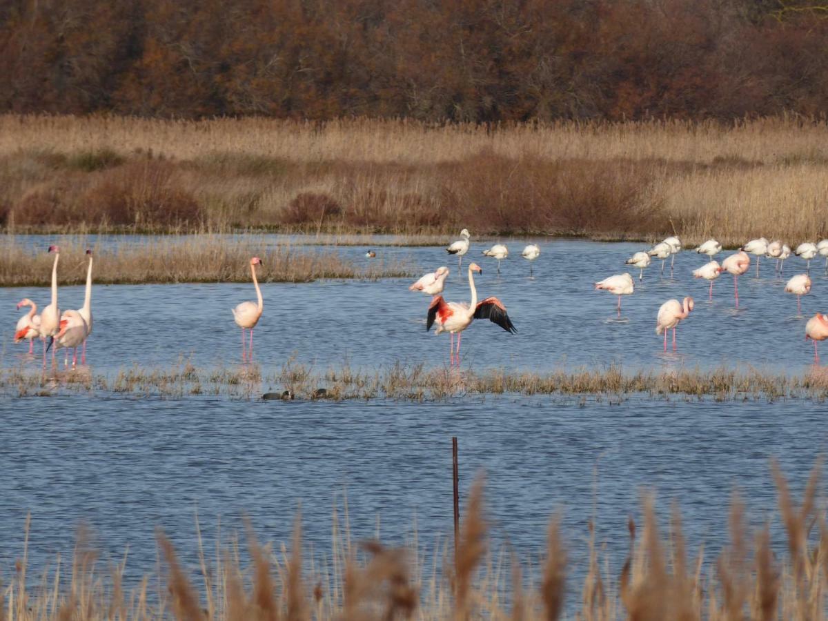 Gite Des Jonquies, Au Calme Vue Sur Le Canal Du Midi Et La Mer 波尔蒂拉盖 外观 照片